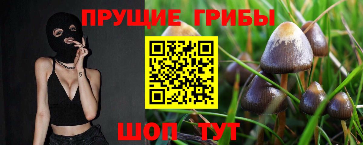 Галлюциногенные грибы Psilocybe Балаково